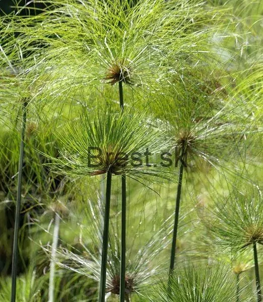Cyperus papyrus